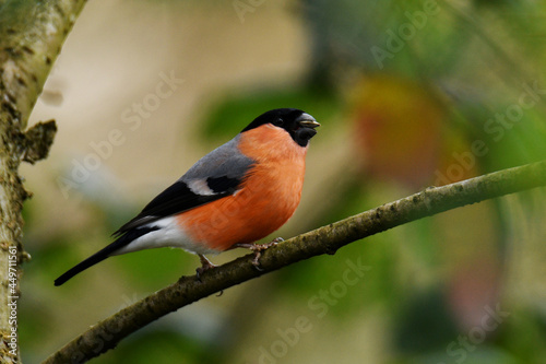 Male Central European bullfinch (Pyrrhula pyrrhula europaea) perched on a branch feeding on a seed.