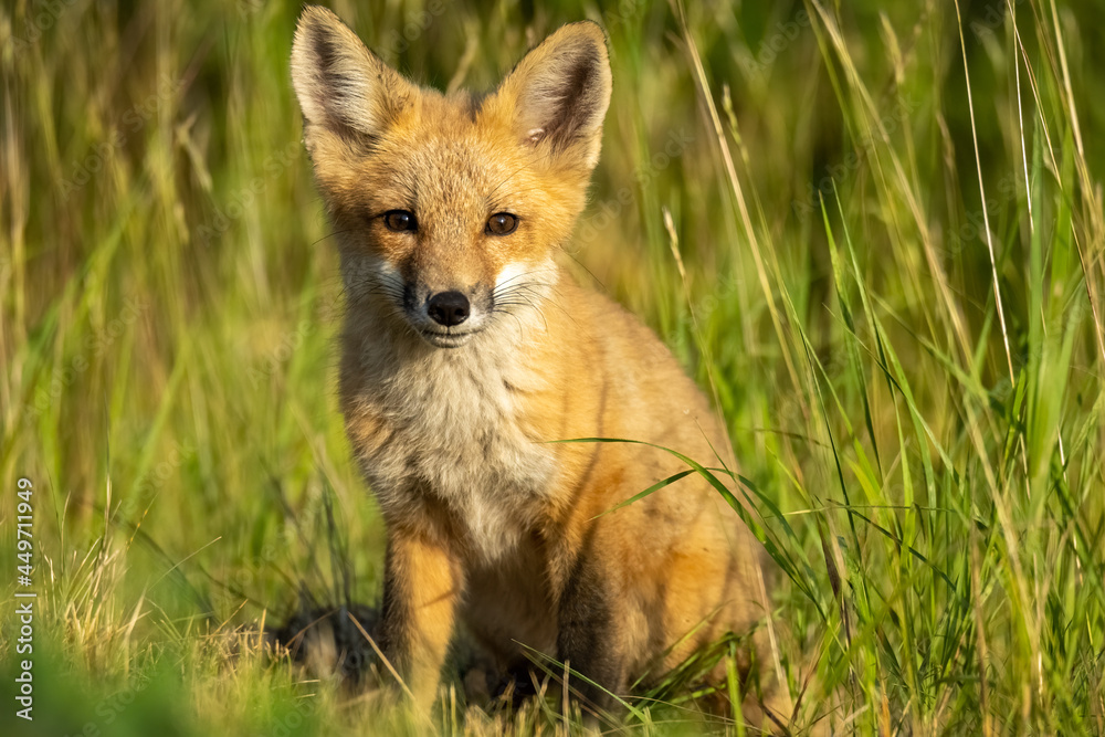 Fototapeta premium red fox cub in the wild
