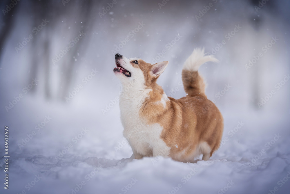 Funny female pembroke welsh corgi standing in a deep snowdrift and looking up against the background of a winter frosty landscape