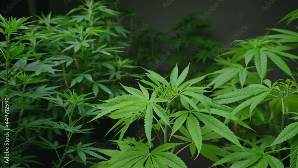 Cannabis plant growing on a hemp farm, medical and biology concept Cannabis plant growing on a hemp farm, medical and biology concept