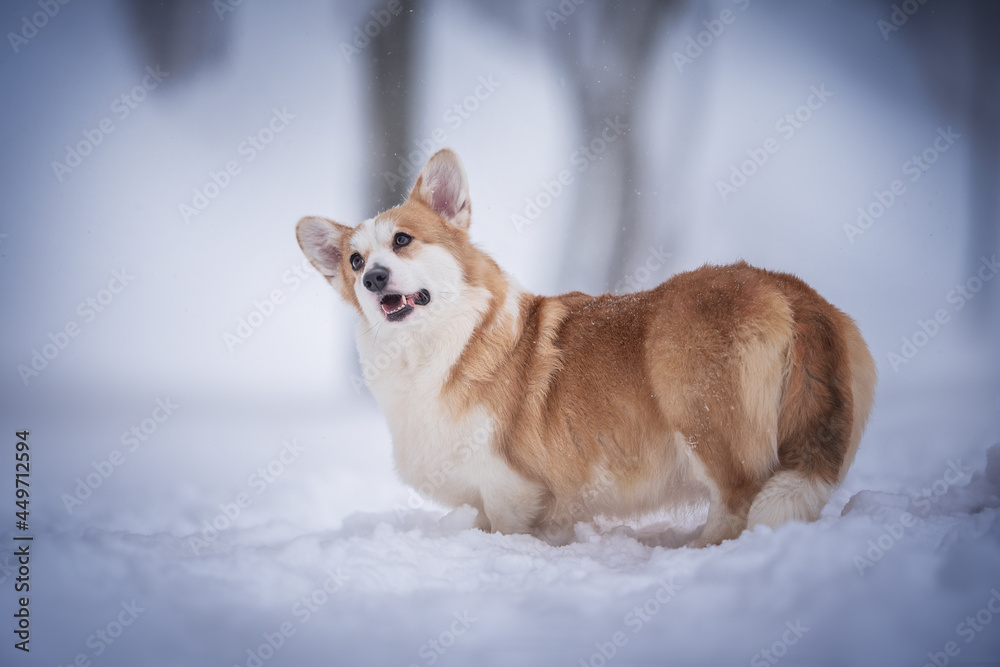 Funny female pembroke welsh corgi standing in a deep snowdrift and looking up against the background of a winter frosty landscape Funny female pembroke welsh corgi standing in a deep snowdrift and looking up against the background of a winter frosty landscape
