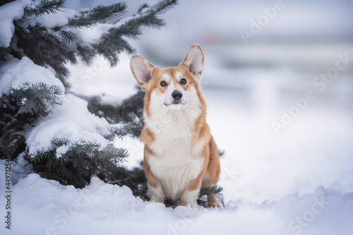 A cute male pembroke welsh corgi with big ears sitting in a deep snowdrift near thick snow-covered trees against the backdrop of a frosty winter landscape