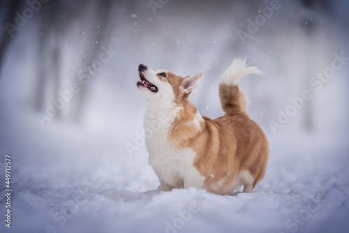 Fototapeta Naklejka Na Ścianę i Meble -  Funny female pembroke welsh corgi standing in a deep snowdrift and looking up against the background of a winter frosty landscape