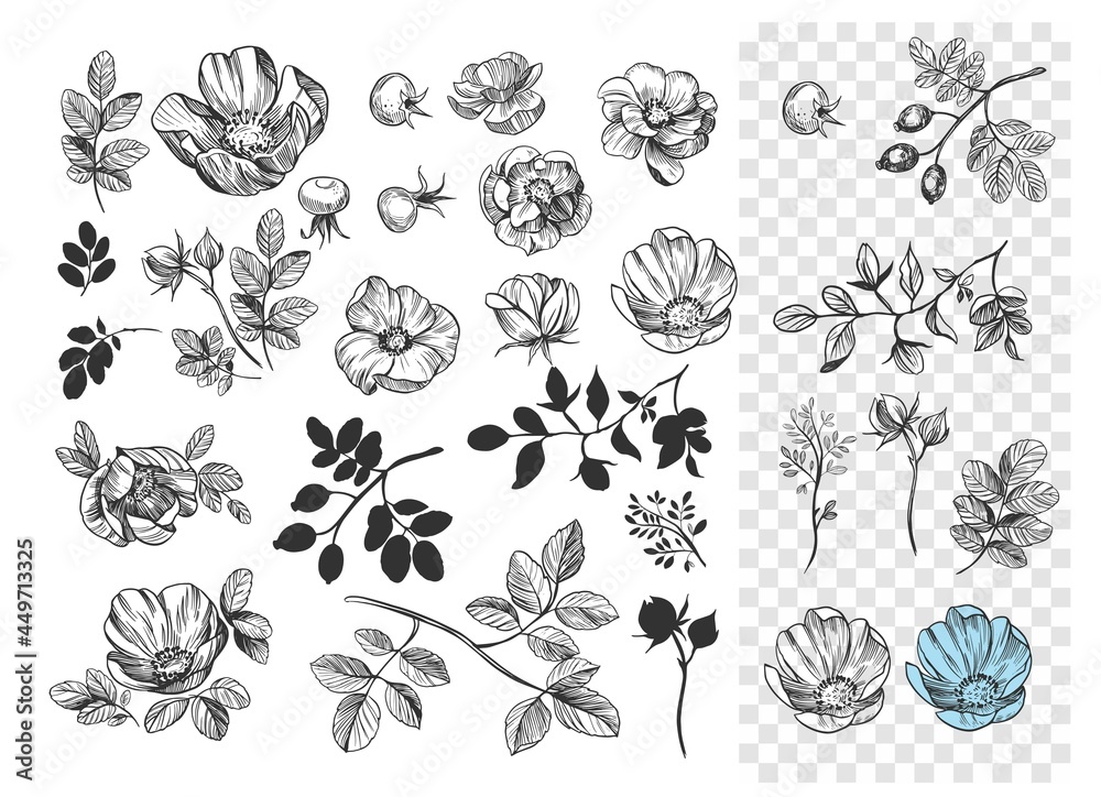 Floral hand drawn elements. Flowers set. rose hip vector illustration. Black outline