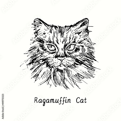 Obraz na plátně Ragamuffin Cat face portrait