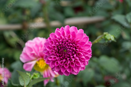Colorful pink flower in a garden. Macro image