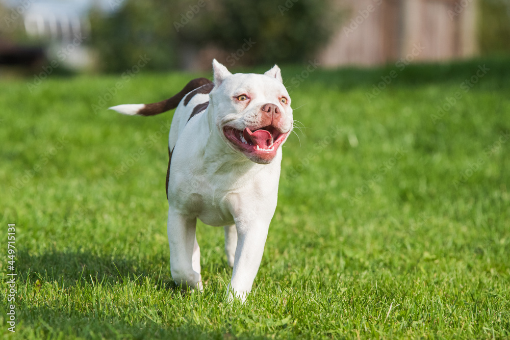 White coat American Bully puppy dog in move on grass