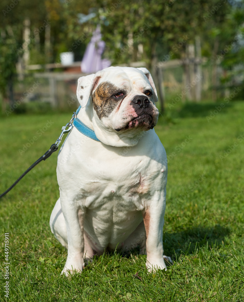 White coat American Bulldog dog guards the house White coat American Bulldog dog guards the house