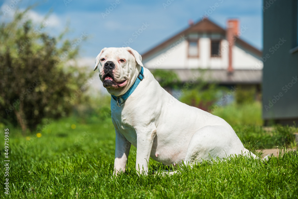 White coat American Bulldog dog guards the house