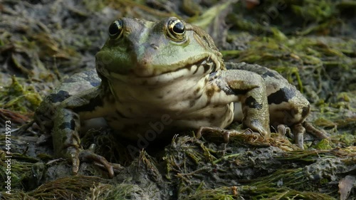 Green frog  (Сommon water frog or edible frog) sitting on algae in a wetland close-up photo
