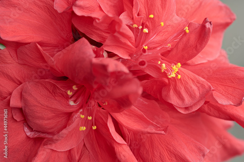 Red flower buds, with yellow pollen. Close-up