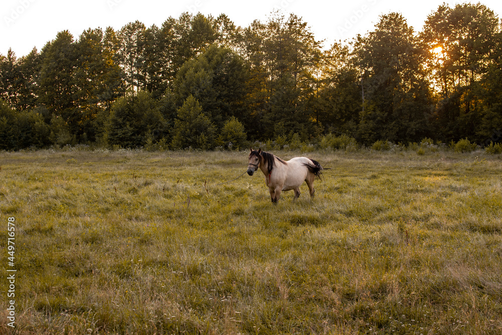 beautiful horse in the meadow. medium plan. beautiful horse in the meadow. medium plan.