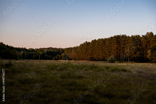 Fototapeta Naklejka Na Ścianę i Meble -  beautiful forest in the rays of the setting sun. landscape