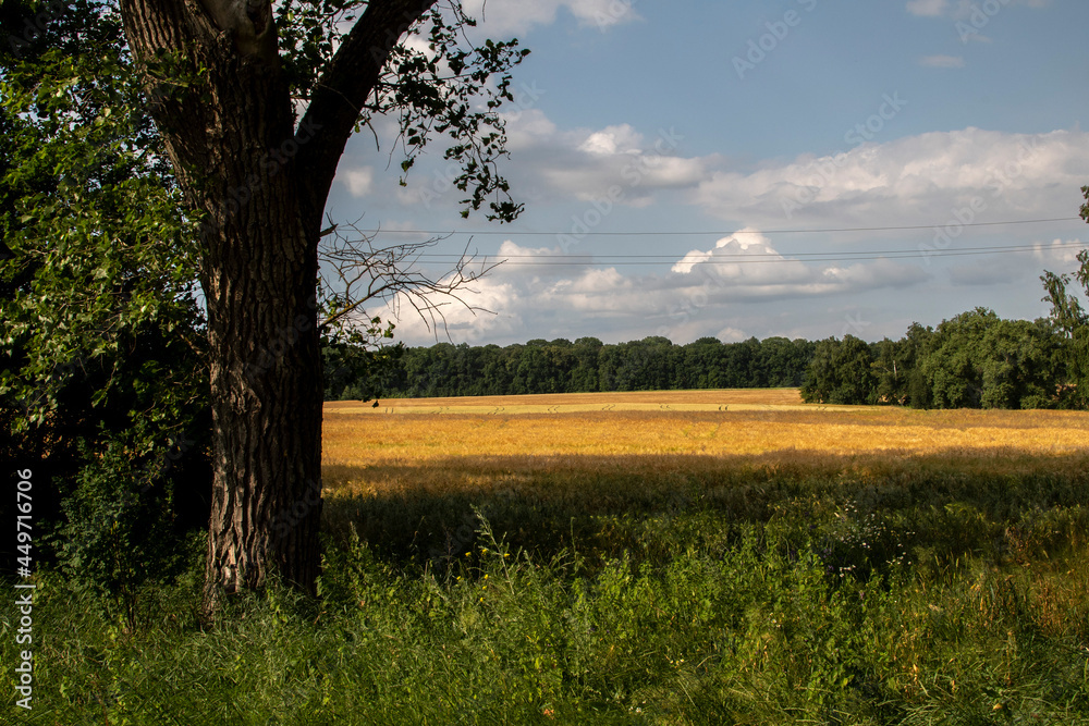 landscape of a tree near a wheat field