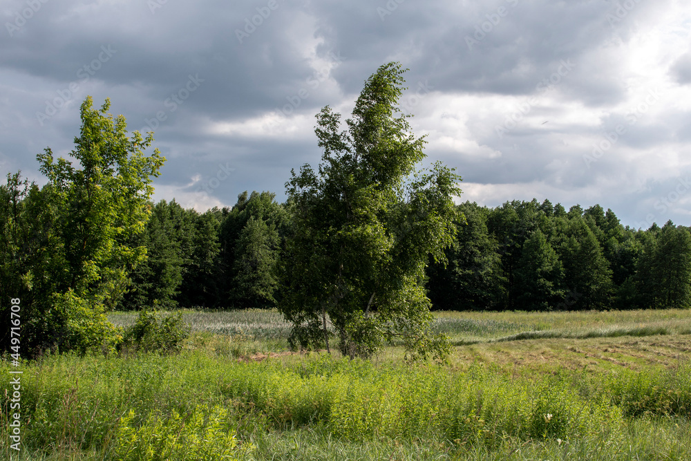 Obraz premium landscape. overcast. clouds. foliage
