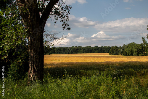 landscape of a tree near a wheat field