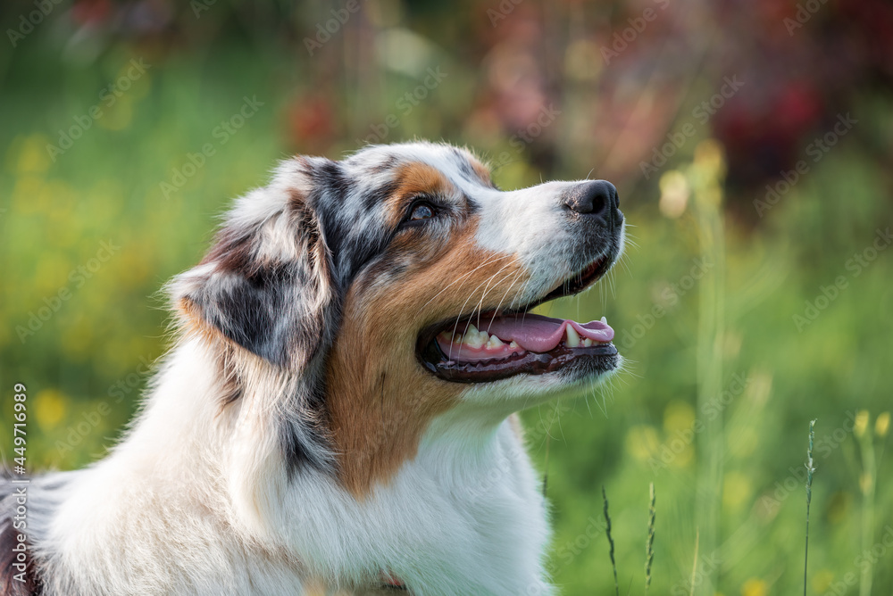 purebred australian shepherd dog for a walk in the park purebred australian shepherd dog for a walk in the park