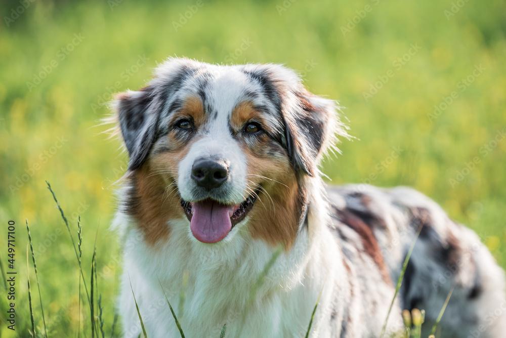 purebred australian shepherd dog for a walk in the park purebred australian shepherd dog for a walk in the park