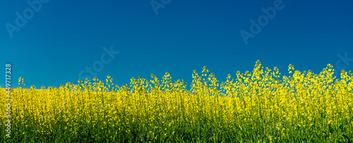 Closeup of Canola rapeseed fields blooming yellow against blue sky