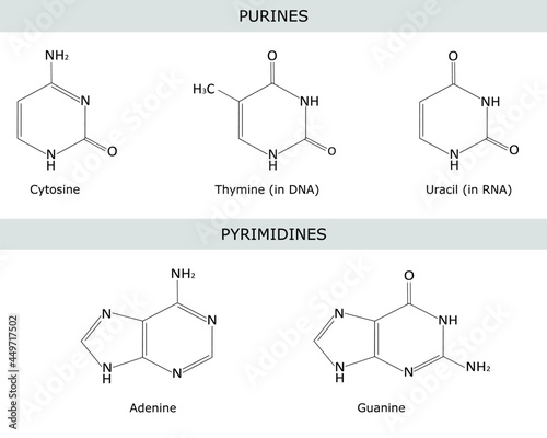 Structural formulas of purine and pyrimidine nitrogenous bases of DNA and RNA: adenine , guanine) , thymine , uracil , cytosine. Vector illustartion, isolated on white photo