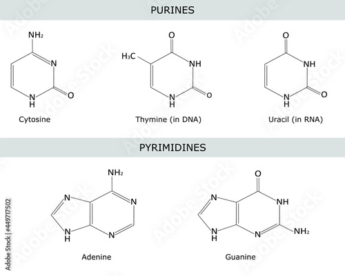 Structural formulas of purine and pyrimidine nitrogenous bases of DNA and RNA: adenine , guanine) , thymine , uracil , cytosine. Vector illustartion, isolated on white