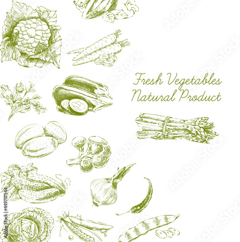 Hand-drawn vector illustration with vegetables. A sketch in a vintage style.