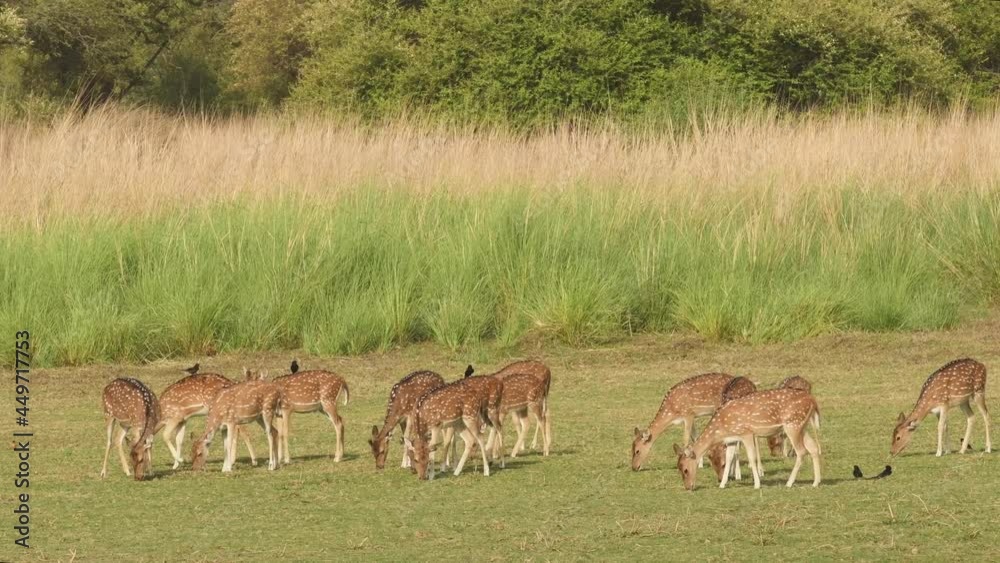 Full shot of Spotted deer or Chital cheetal family or herd grazing and walking in pre monsoon natural green background at ranthambore national park or tiger reserve rajasthan India - axis axis Full shot of Spotted deer or Chital cheetal family or herd grazing and walking in pre monsoon natural green background at ranthambore national park or tiger reserve rajasthan India - axis axis