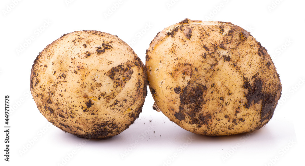 Raw unwashed potatoes with soil isolated on white background Raw unwashed potatoes with soil isolated on white background