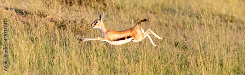 Thomson's Gazelle, Eudorcas thomsonii, leaps in the long grass of the Masai Mara, Kenya photo