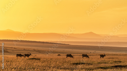 A herd of eland grazing in the early morning sunlight, Masai Mara, Kenya photo