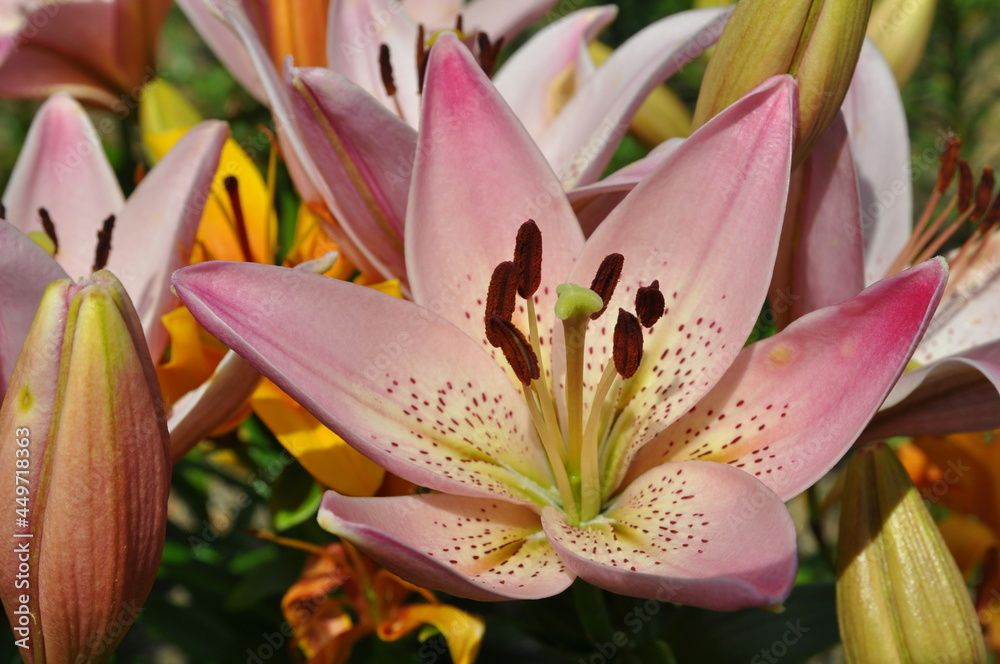 Obraz premium close up of pink lily