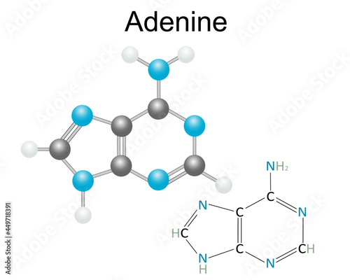 Chemical structural formula and model of Adenine, pyrimidines nucleobase. Isolated on white backgroun