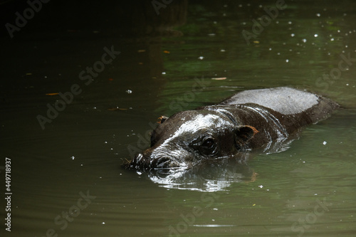 Pygmy hippos are smaller cousins of the hippopotamus. Detail of the head