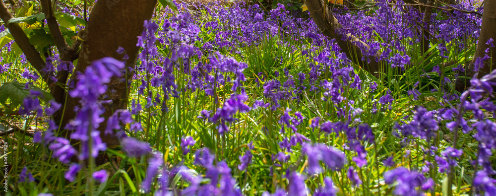 Obraz premium Bluebell Plants at The Suffolk Coast