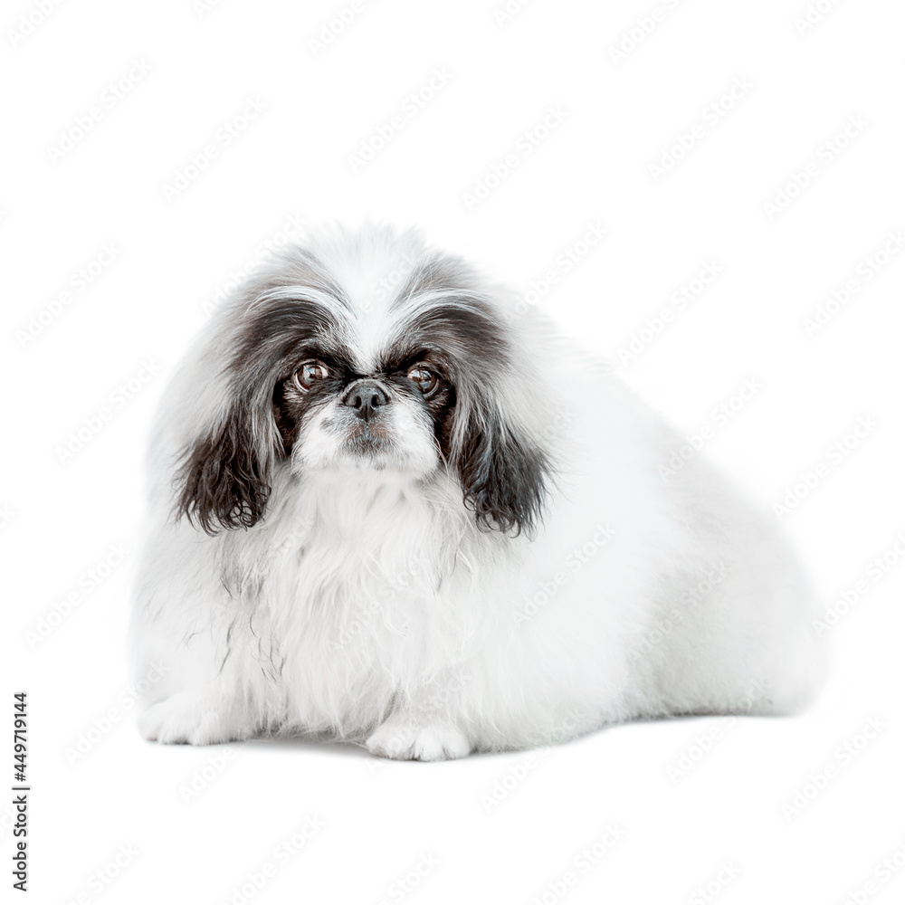 one Pekingese dog isolated on white background one Pekingese dog isolated on white background