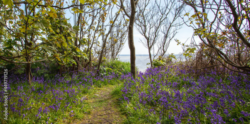 Bluebell Plants at The Suffolk Coast photo