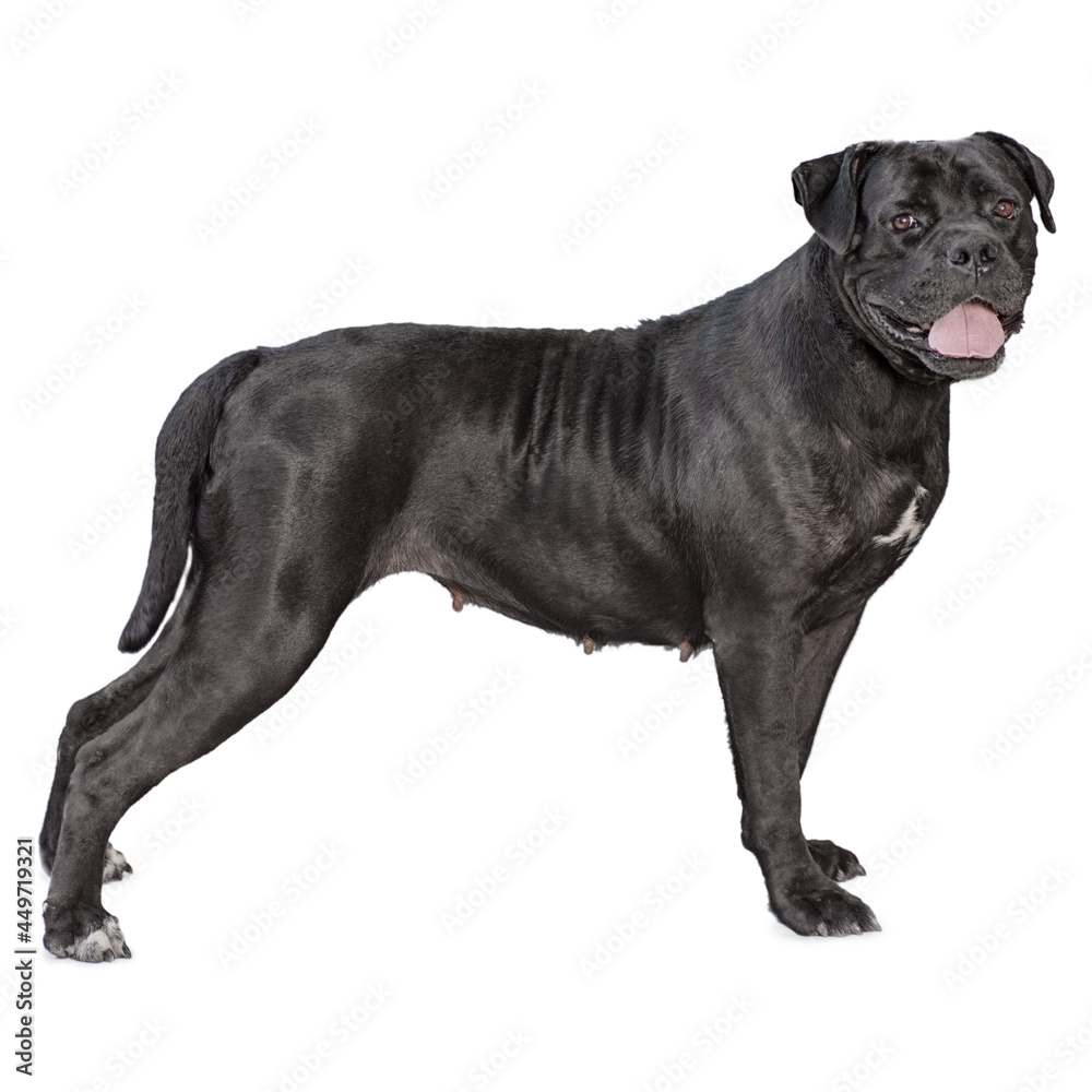 one cane corso dog isolated on white background one cane corso dog isolated on white background