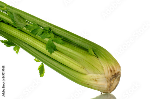 One ripe aromatic stalk of celery  close-up  isolated on white.