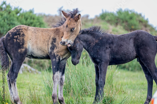 Murais de parede Pair of young playful wild  Dartmoor ponies nuzzling one another