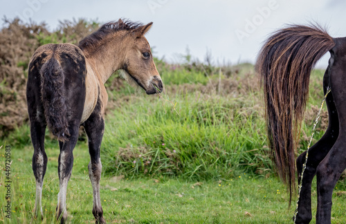 Young wild dartmoor pony looking bemused as another pony urinates in front of him photo