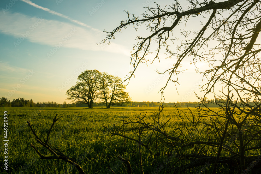 A beautiful summer morning scenery framed by bare oak tree branches. Summertime scenery of Northern Europe. A beautiful summer morning scenery framed by bare oak tree branches. Summertime scenery of Northern Europe.