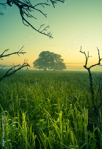Fototapeta Naklejka Na Ścianę i Meble -  A beautiful summer morning scenery framed by bare oak tree branches. Summertime scenery of Northern Europe.