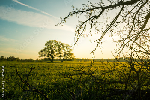 A beautiful summer morning scenery framed by bare oak tree branches. Summertime scenery of Northern Europe.
