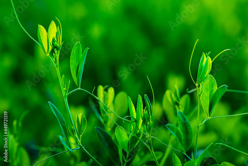 green grass background  wild peas  juicy and bright  macro