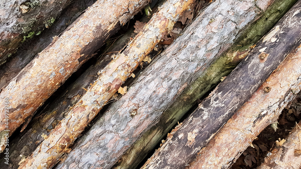 Firewood on big pile , top view, beautiful wooden logs. background of stacked logs top view from the drone. pile stacked natural sawn wooden logs background Firewood on big pile , top view, beautiful wooden logs. background of stacked logs top view from the drone. pile stacked natural sawn wooden logs background