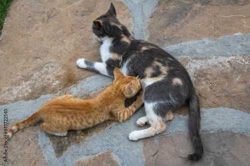 A yellow kitten sucking milk from its mother, Cat breastfeeding her little kitten, Cat nursing kitten outdoor. © Blazenka