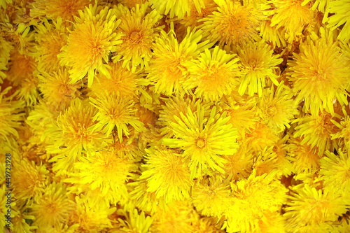 Yellow background from dandelions. Flower buds