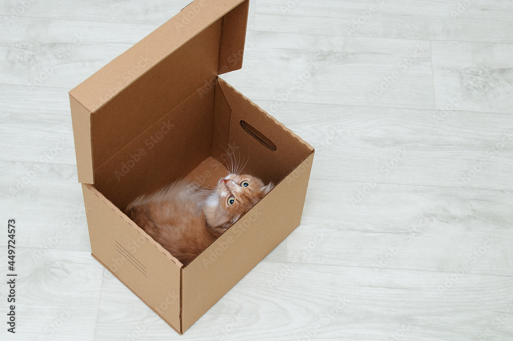 The ginger cat lies in  cardboard box in the room. Looking towards the camera.