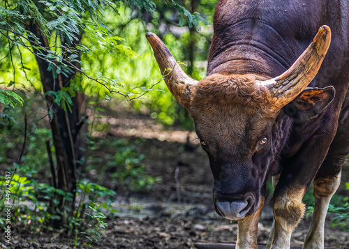 An Indian bison a close up © YK