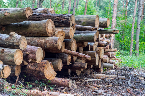 Cut down trees. Felling trees. Trunks of felled trees. Deforestation and logging.